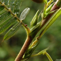 Chamaecrista nictitans (L.) Moench